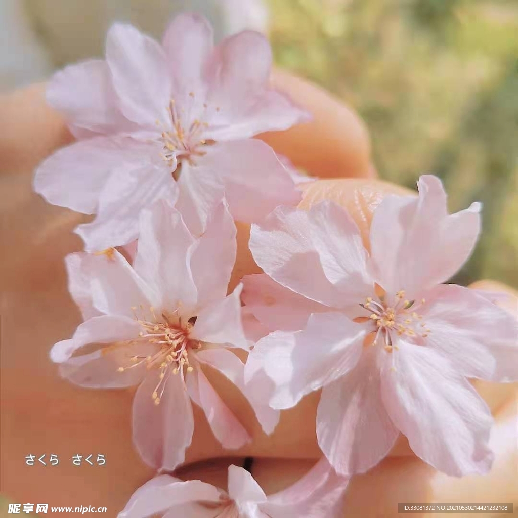 樱花