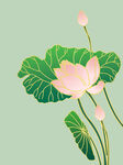 荷花素材