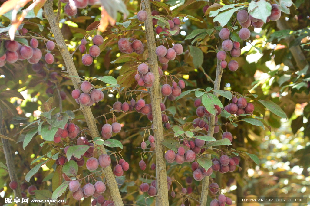 紫叶李果