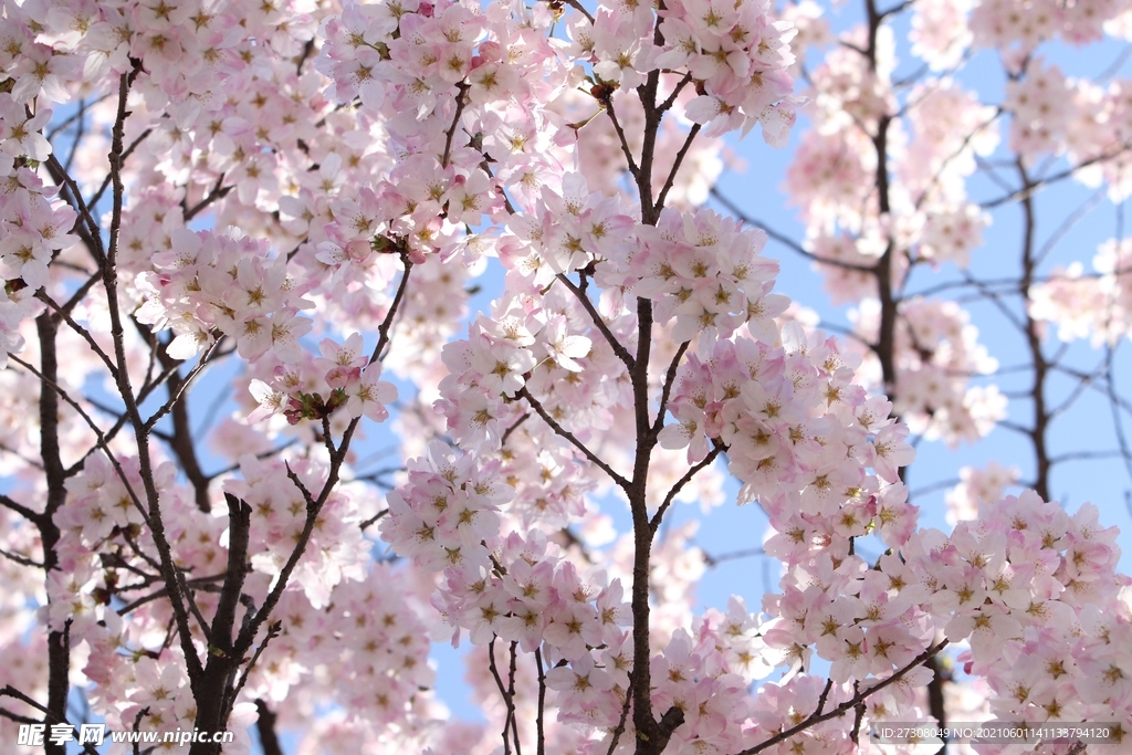 樱花盛开 春天 鲜花 