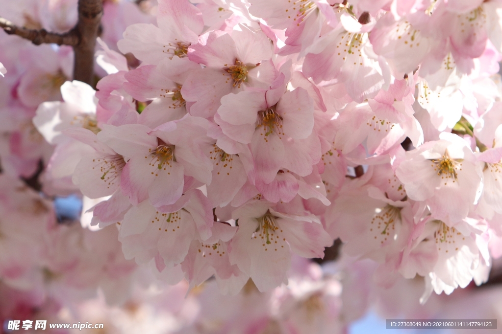 樱花盛开 春天 鲜花 