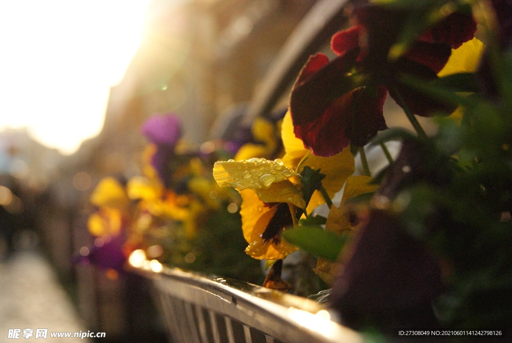 鲜花 太阳 日落 