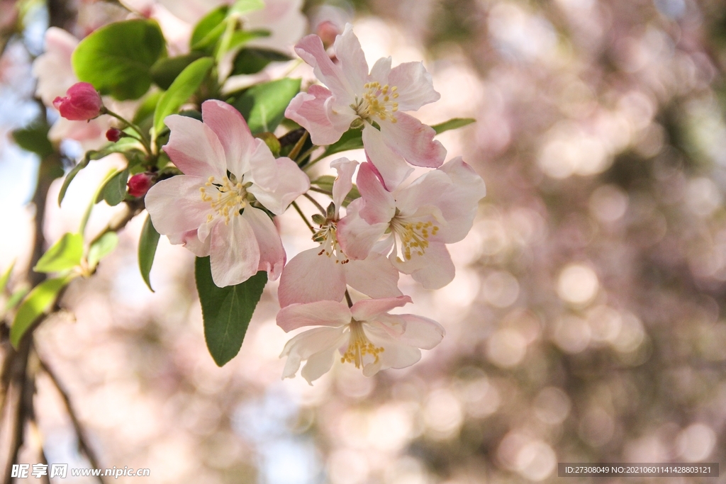 西府海棠 花 春天 