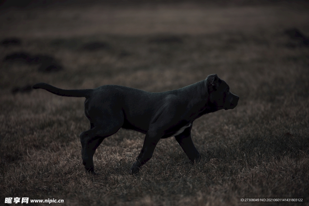 小狗 蓝色的眼睛 