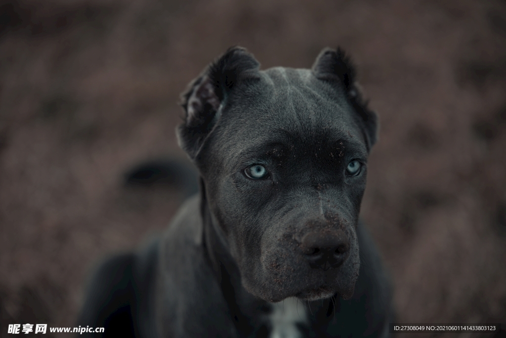 小狗 蓝色的眼睛 