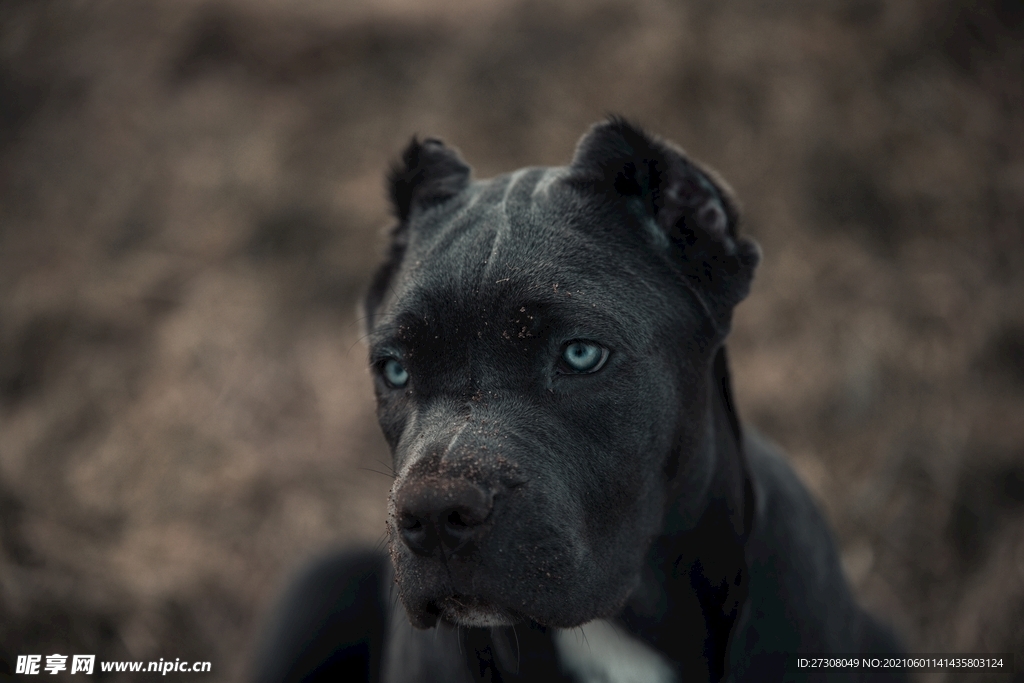 小狗 蓝色的眼睛 