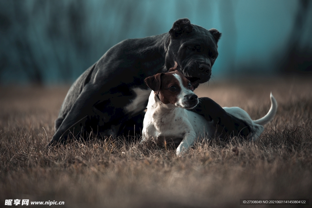 小狗 蓝色的眼睛 