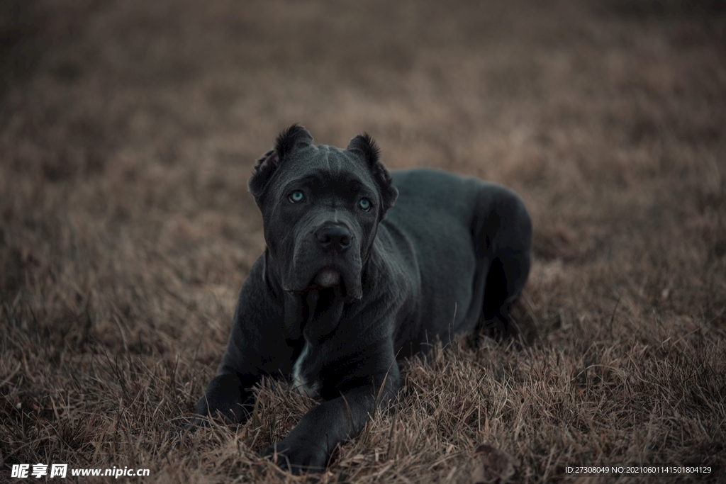  小狗 蓝色的眼睛 