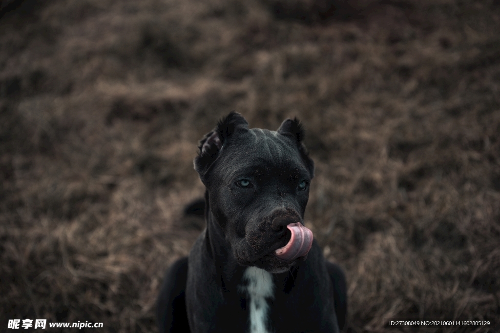  小狗 蓝色的眼睛 