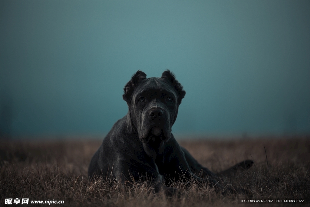  小狗 蓝色的眼睛 