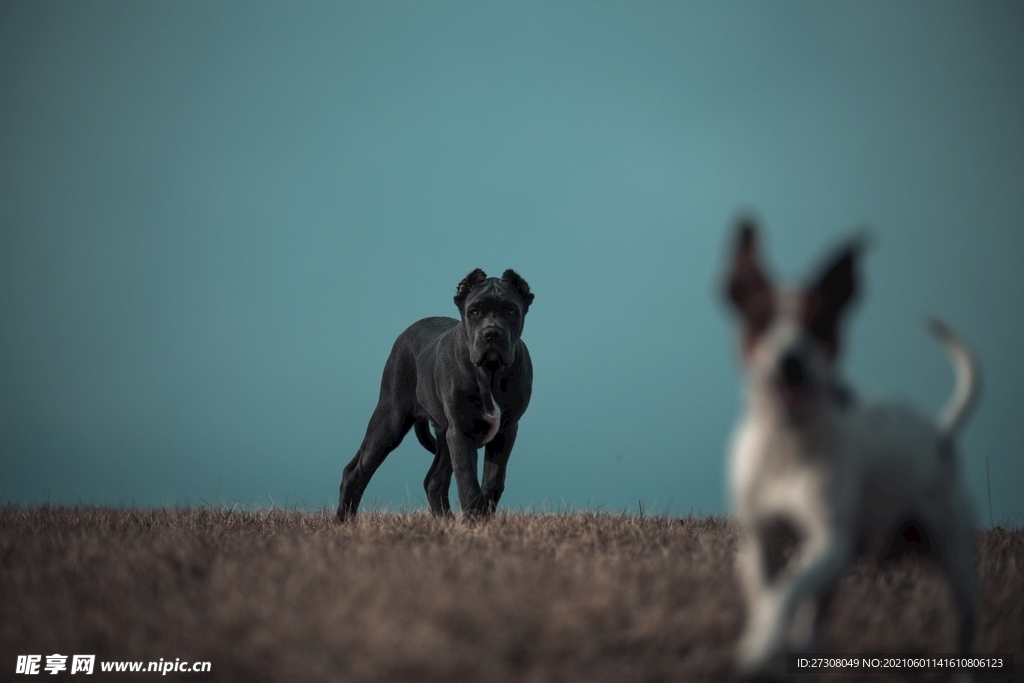  小狗 蓝色的眼睛 