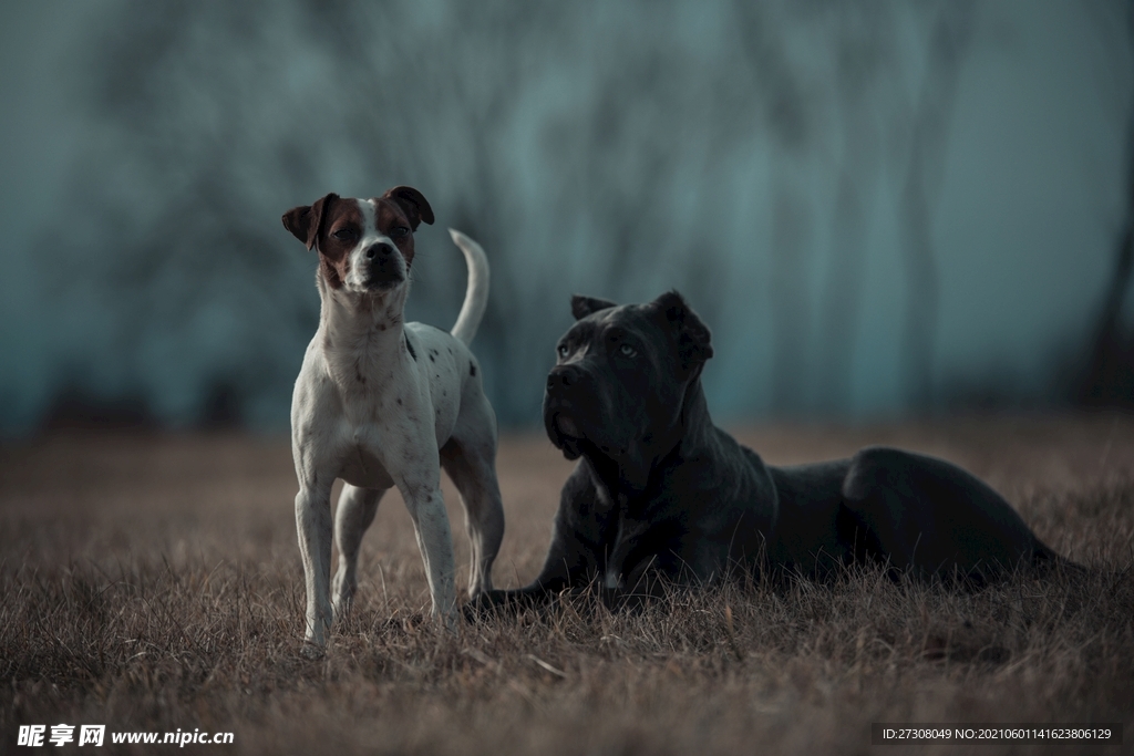  小狗 蓝色的眼睛 
