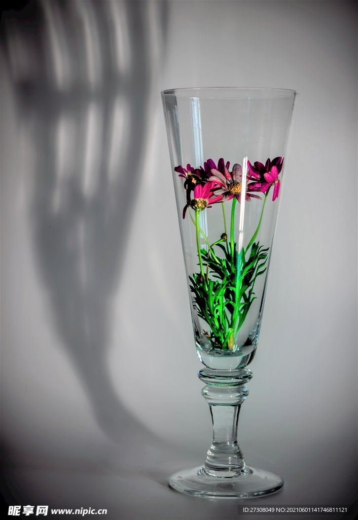 花瓶 奥伯尔 鹫尾草光闪