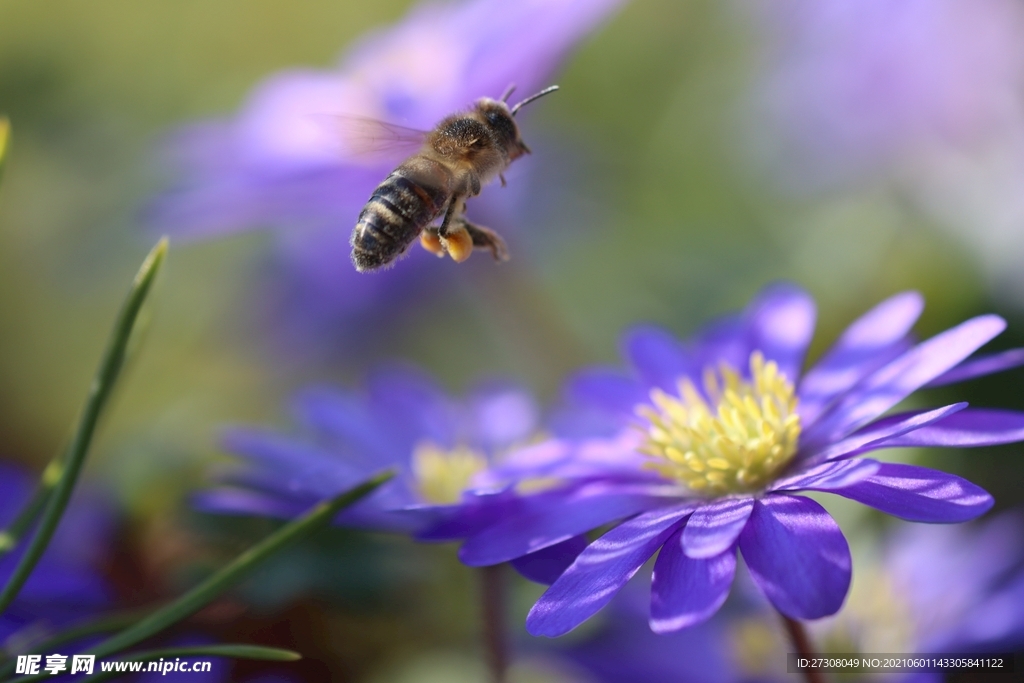 蜜蜂 开花 昆虫 