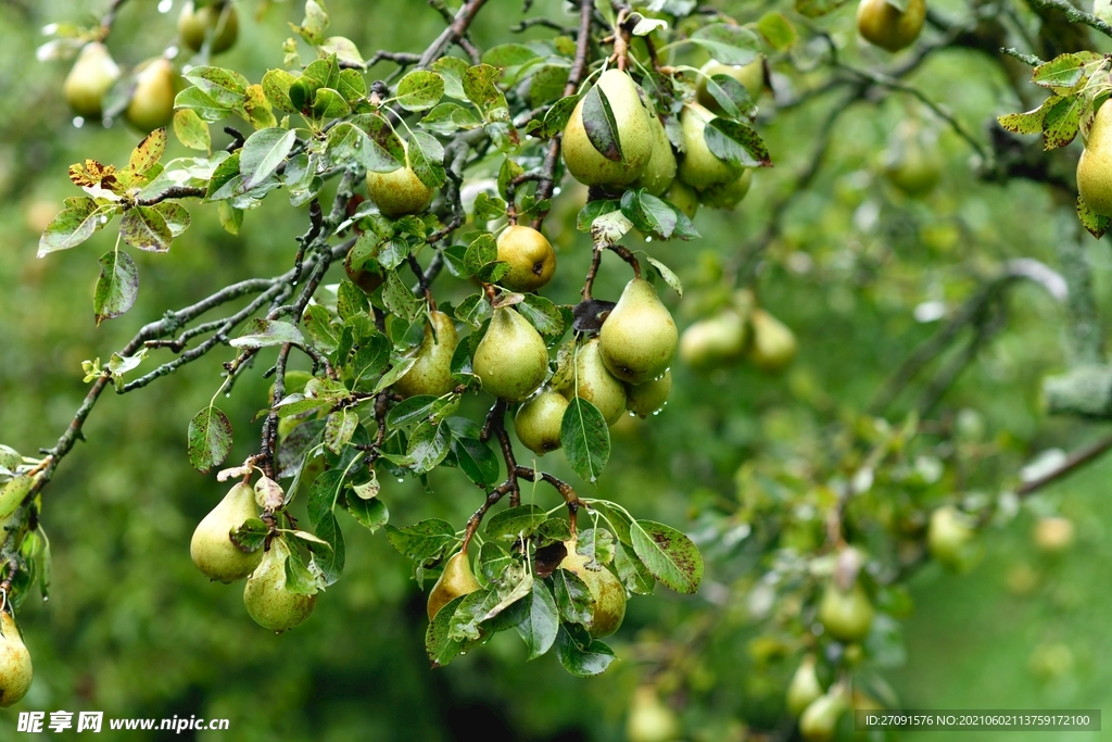精美梨摄影图片
