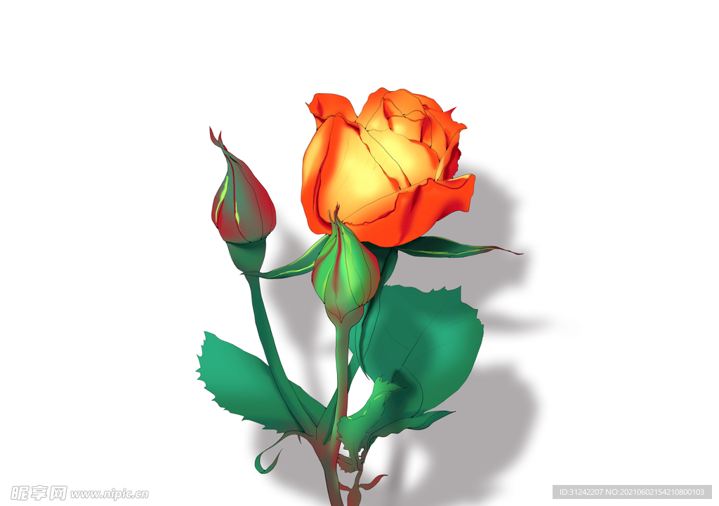 玫瑰花手绘插画