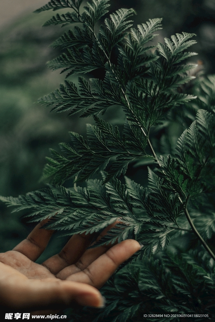 树枝树枝树叶素材