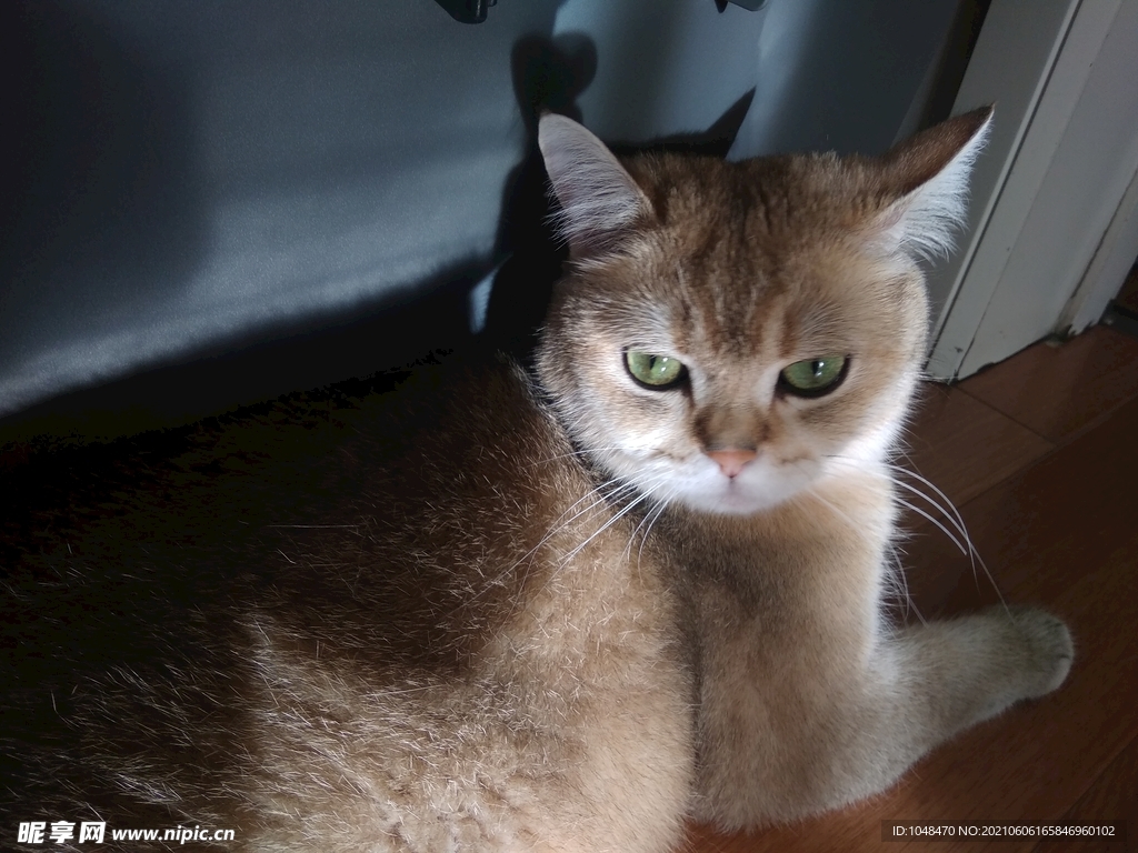 金渐层可爱猫咪