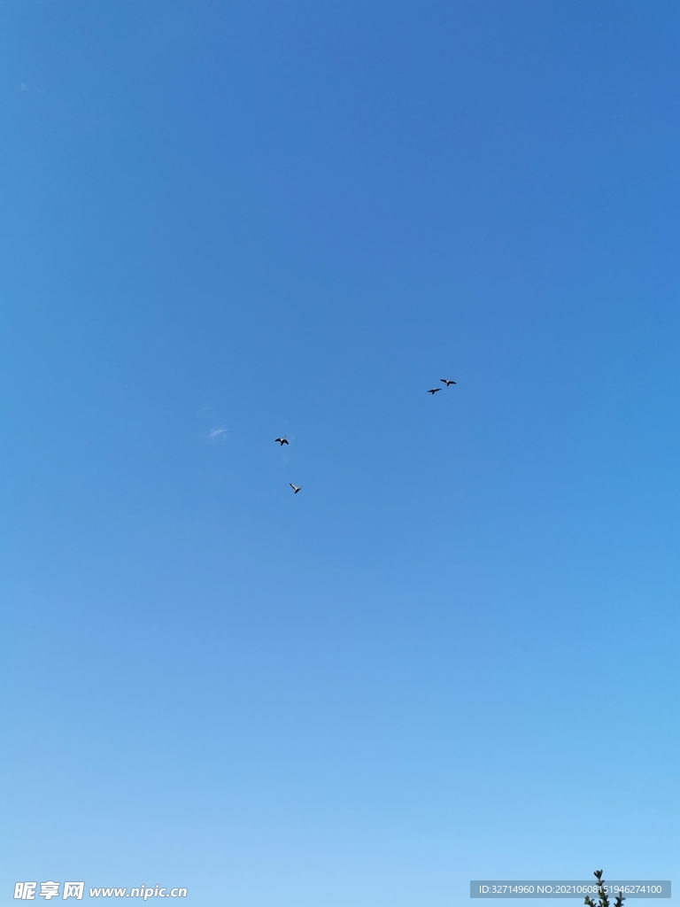 天空中的大水鸟