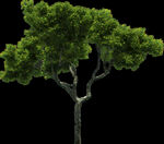树木素材