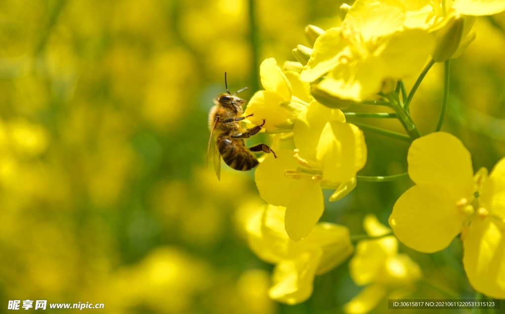 油菜花 蜜蜂