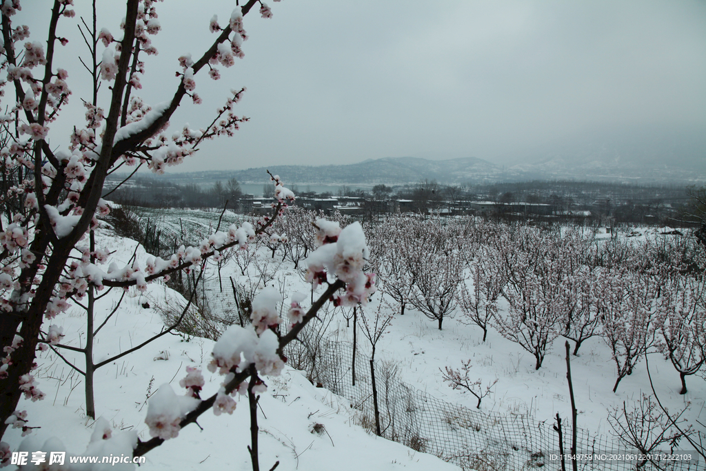 嵩山杏花雪