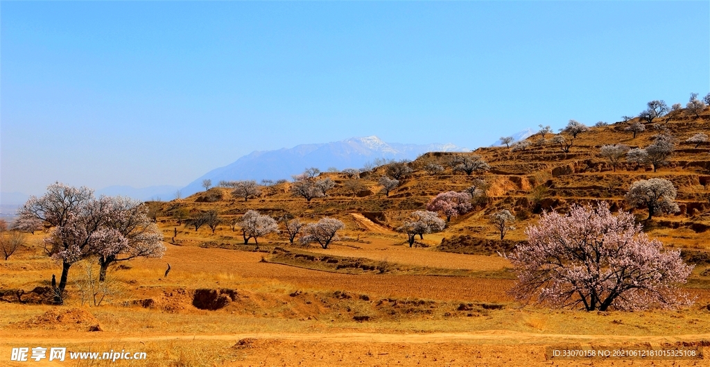 雪山脚下春意浓