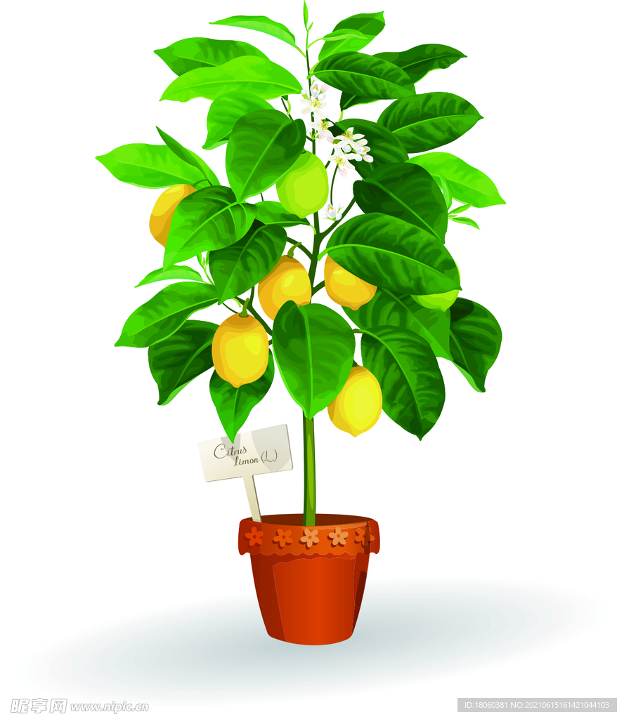 柠檬树