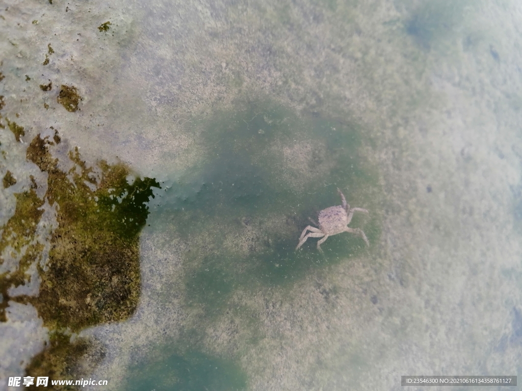 江边的小螃蟹