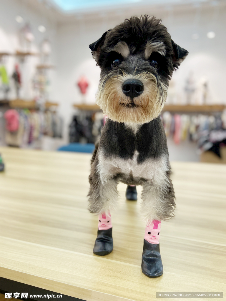 穿粉色袜子的雪酱