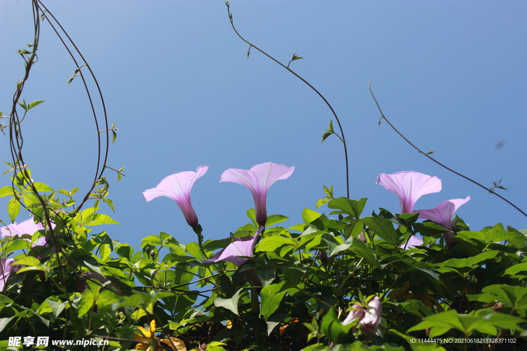 蓝天牵牛花