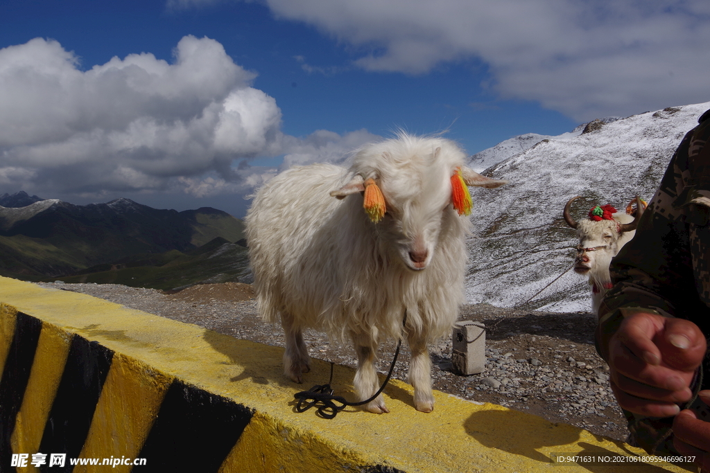 109国道青海湖拉脊山 小牦牛