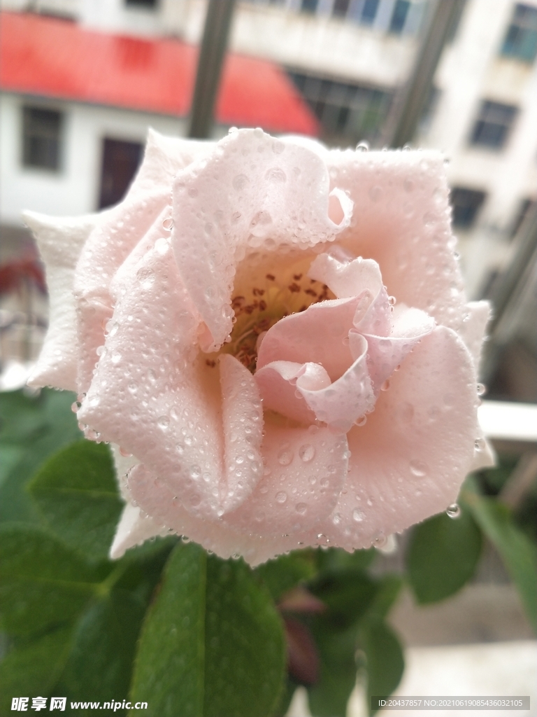 雨后月季花