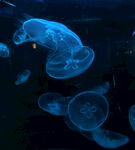 光怪陆离的海底世界