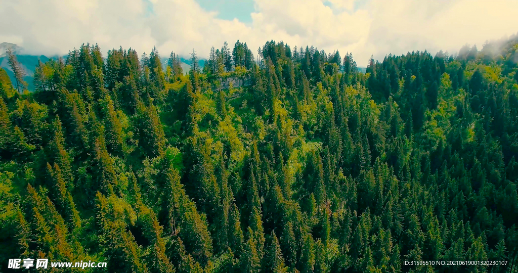夏天唯美森林空拍图片
