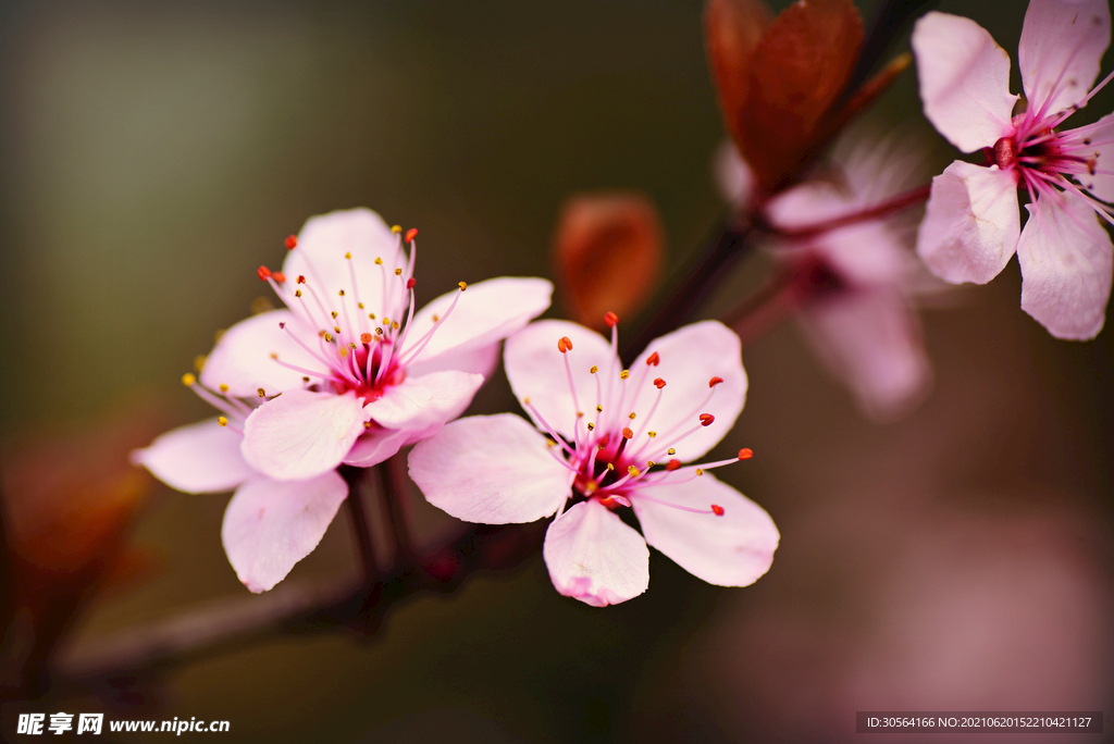 户外花瓣花朵自然景观背景素材