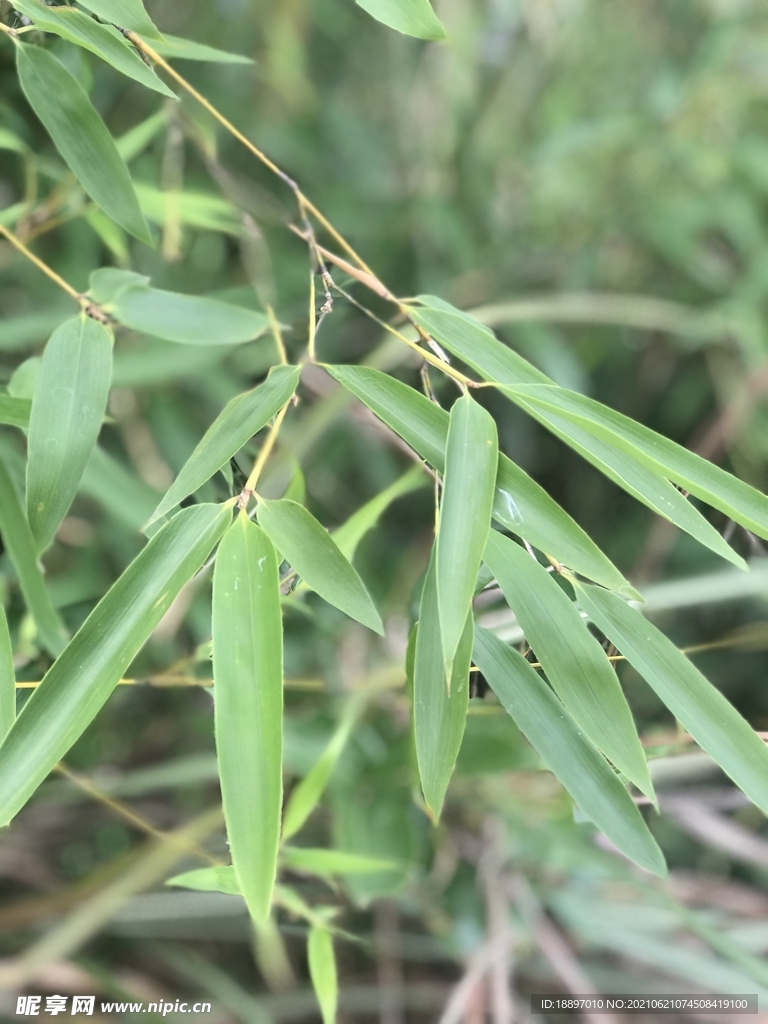 四季竹 凤尾竹 植物 