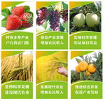 农业 画面 水果   梨 稻谷