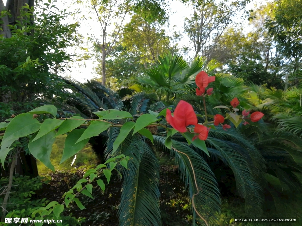万绿丛中一枝红