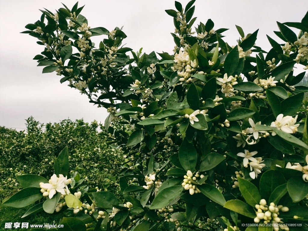 三明 密桔 橘子