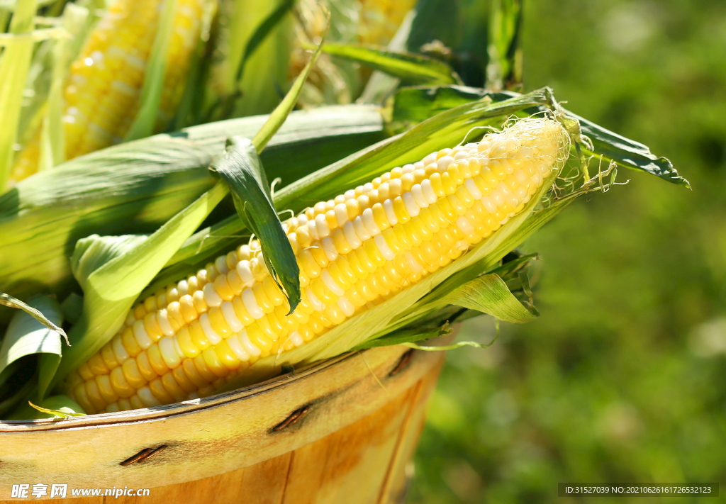 玉米高清特写图片