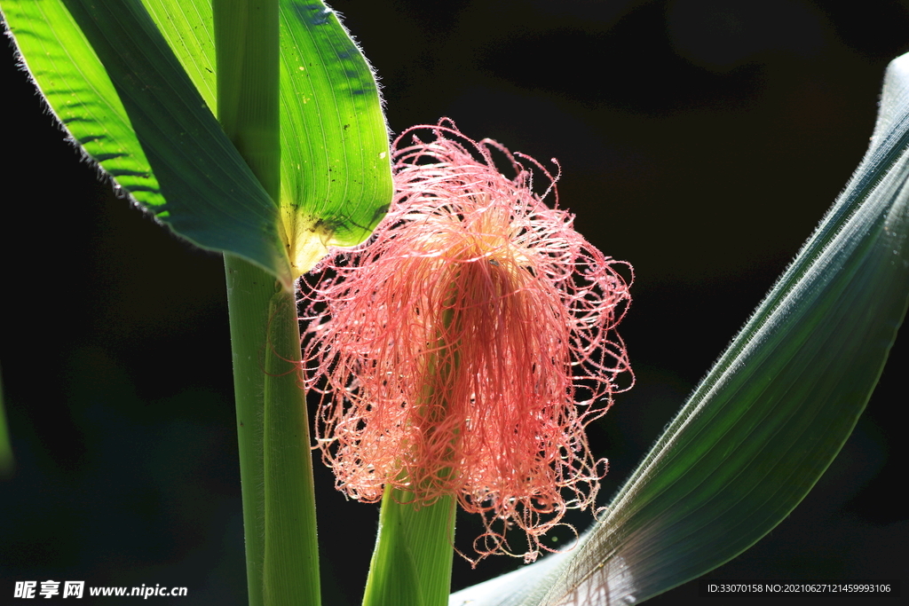 玉米的彩发