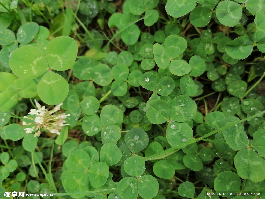 三叶草 幸运草 绿色小草 自然