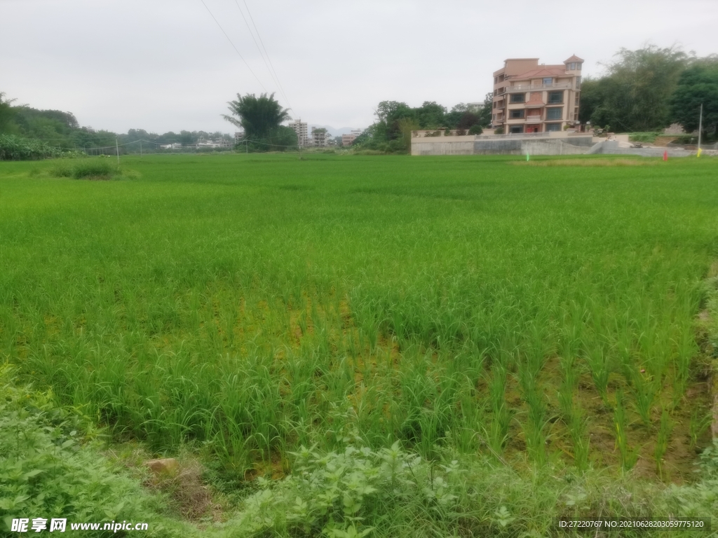 南方农村绿油油水稻田风光背景图