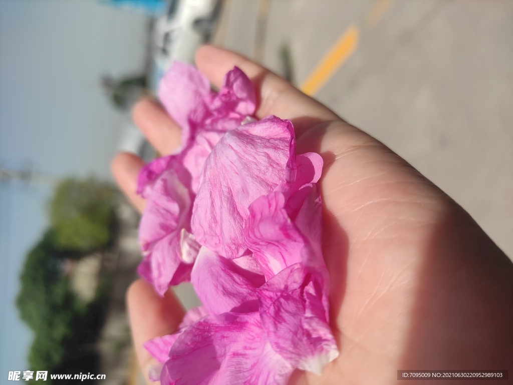 手捧花瓣