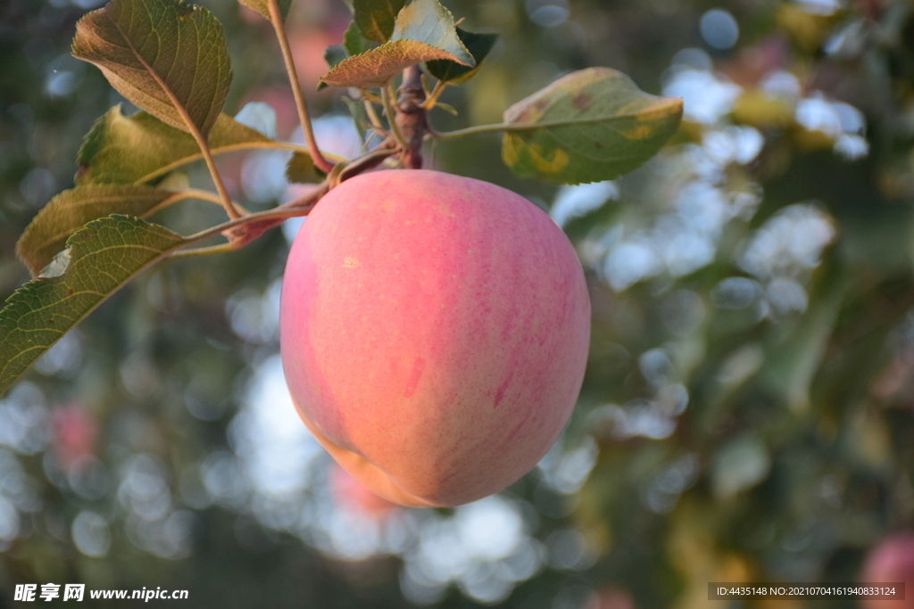 红富士苹果