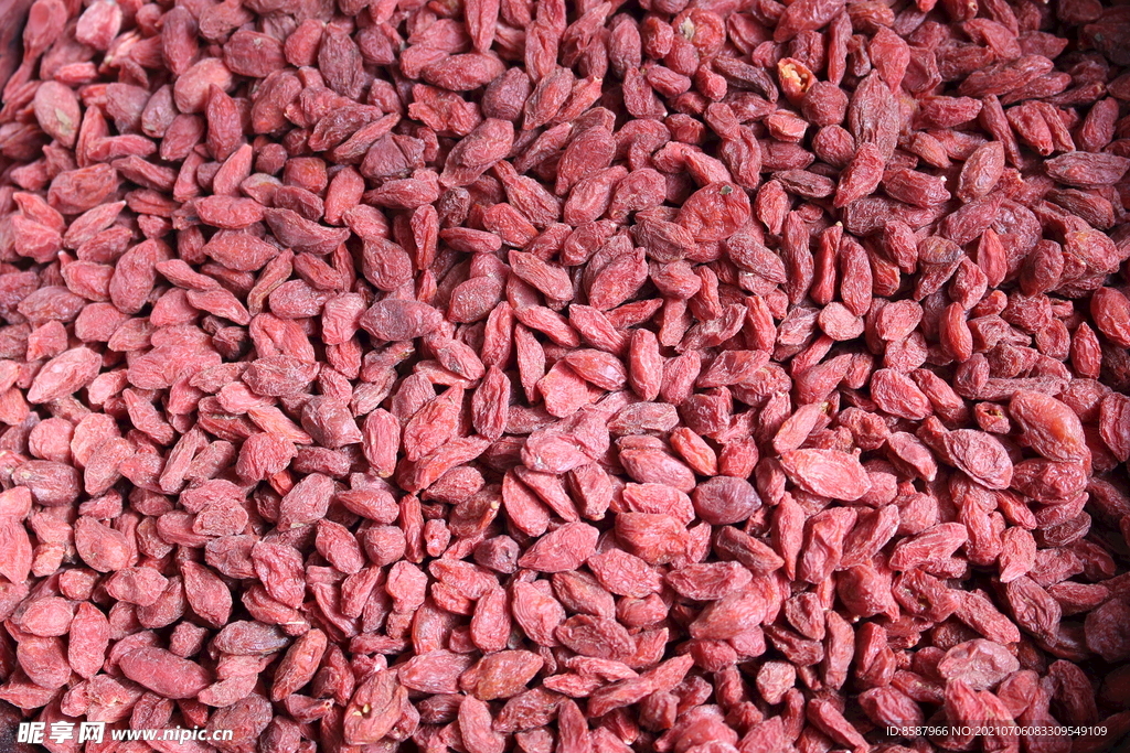 宁夏枸杞特大果 大粒好看