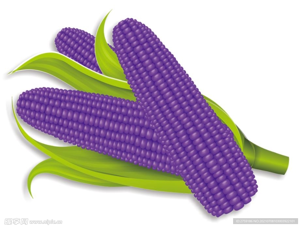 紫色玉米