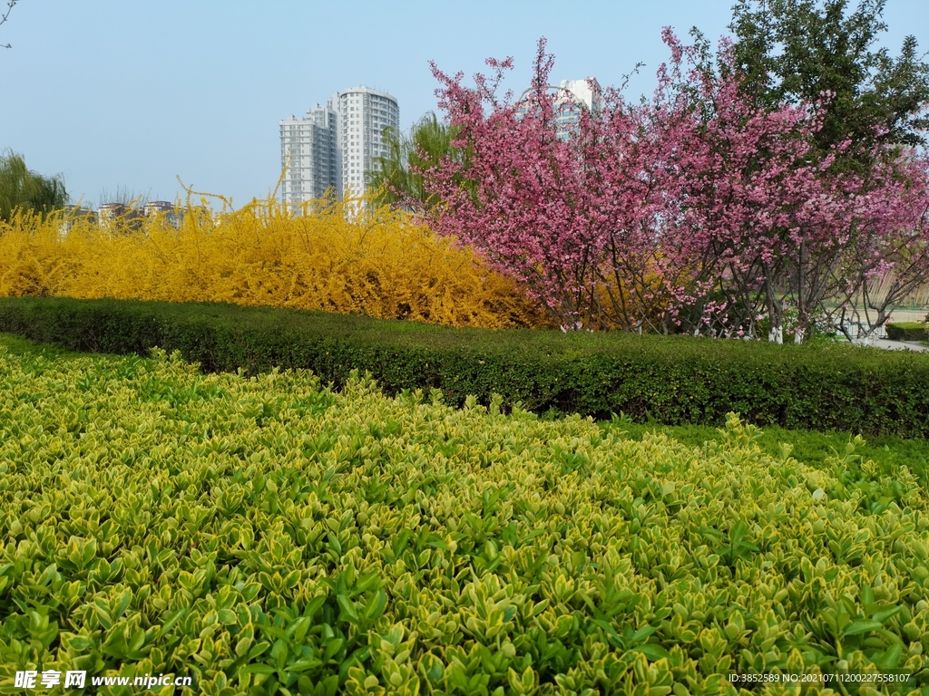 迎春花海 西府海棠 冬青