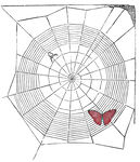 蜘蛛网 蝴蝶 趣味 T恤设计